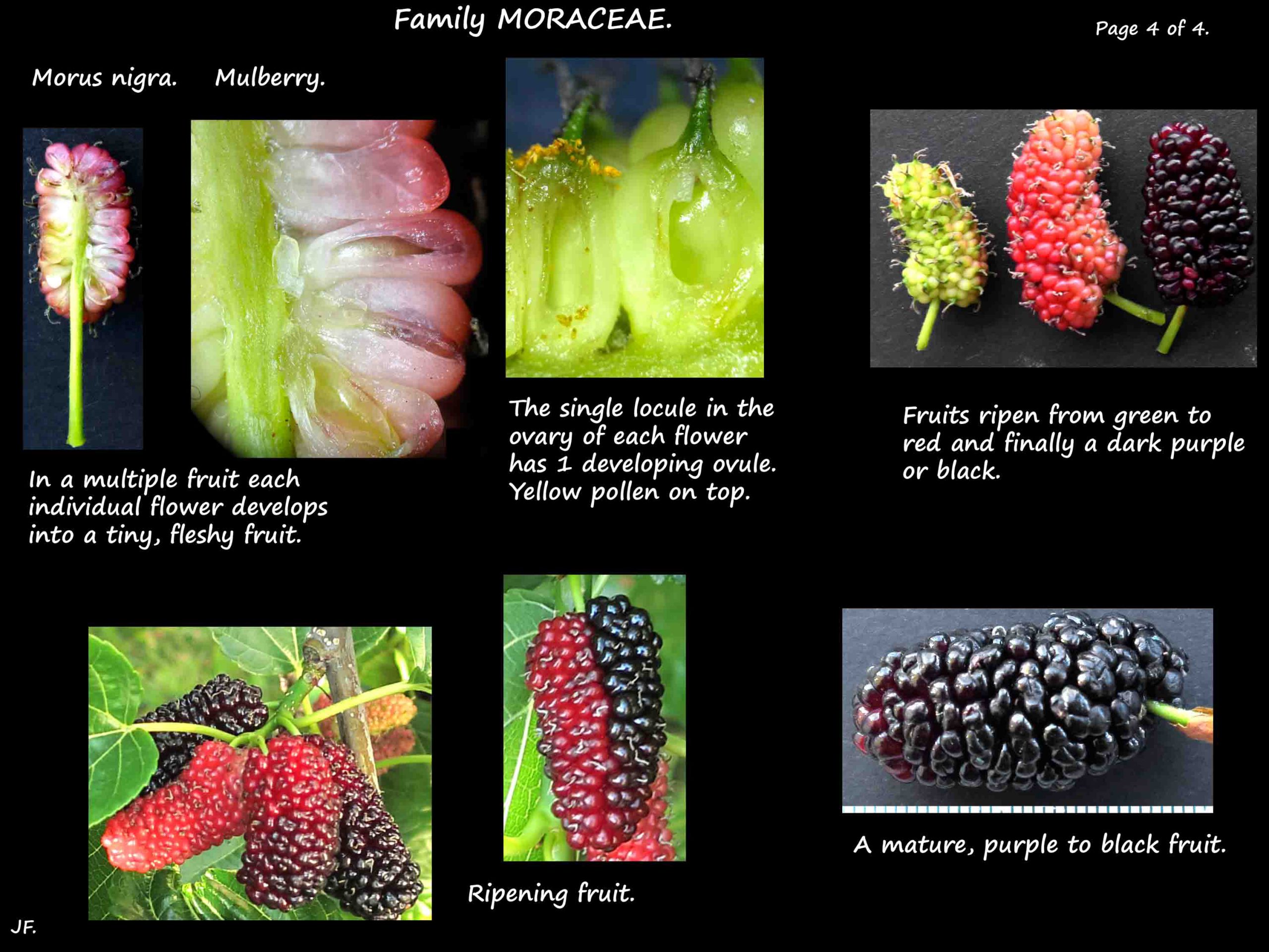 4 Mulberries